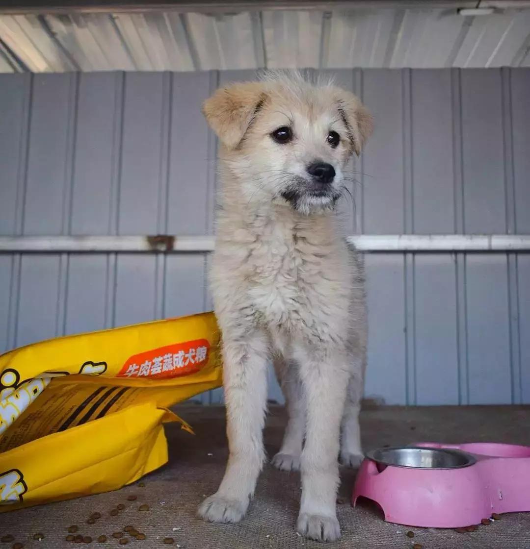 给它们一个家|线上宠物领养日,201903101