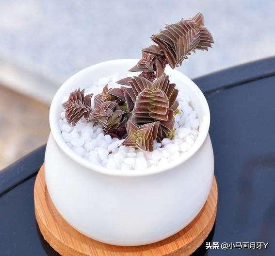 冬季动物成语大全,动物成语大全及答案100个