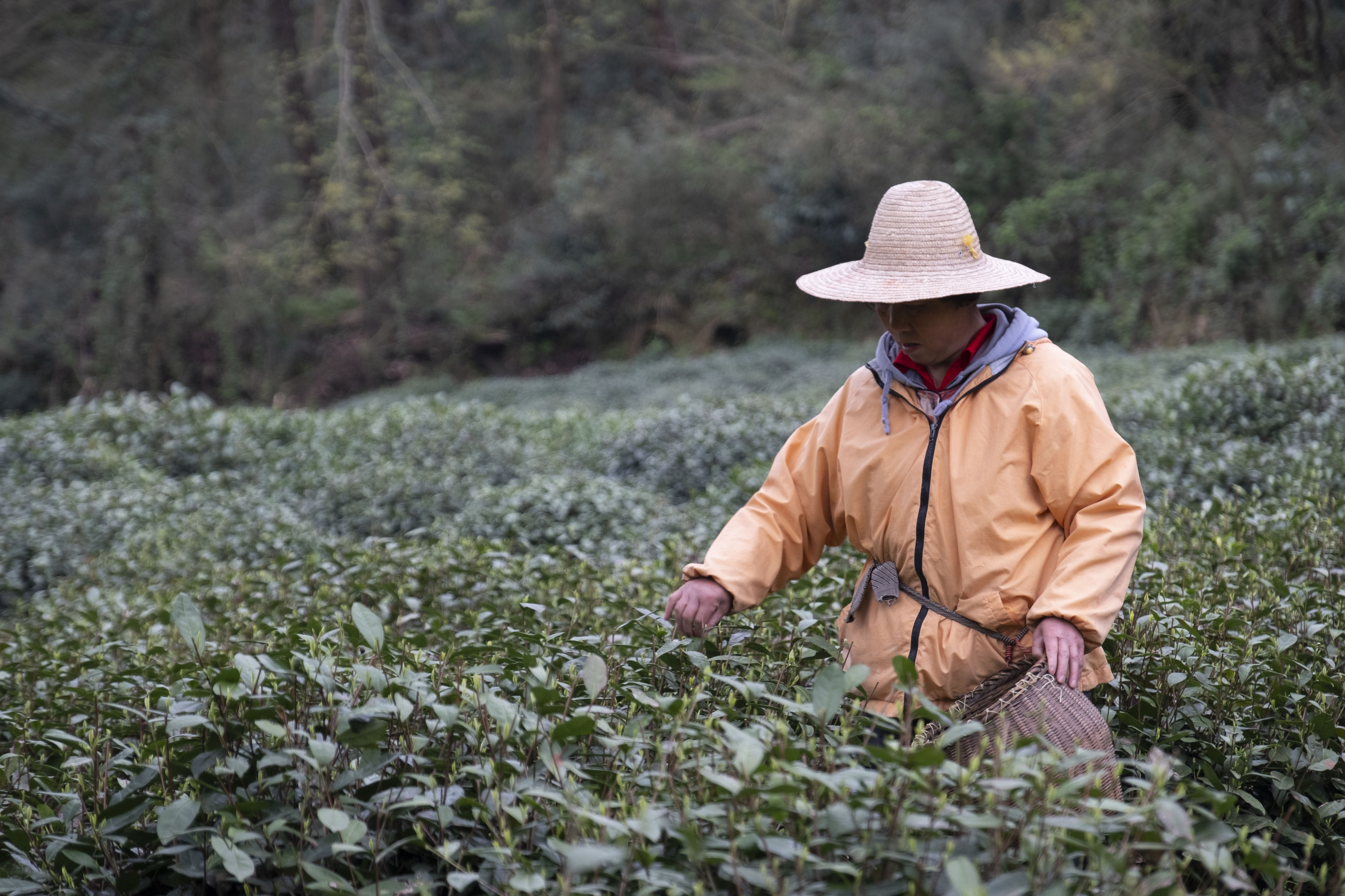 西湖龙井春茶季,龙井茶西湖明前春茶