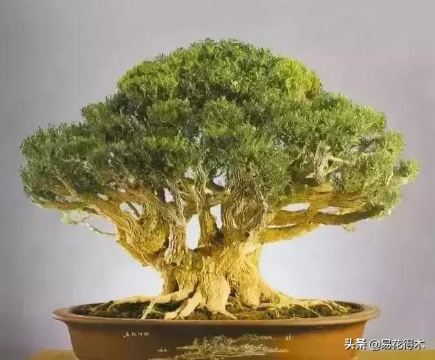 瓜子黄杨珍珠黄杨雀舌黄杨哪种好,黄杨雀舌和黑珍珠区别