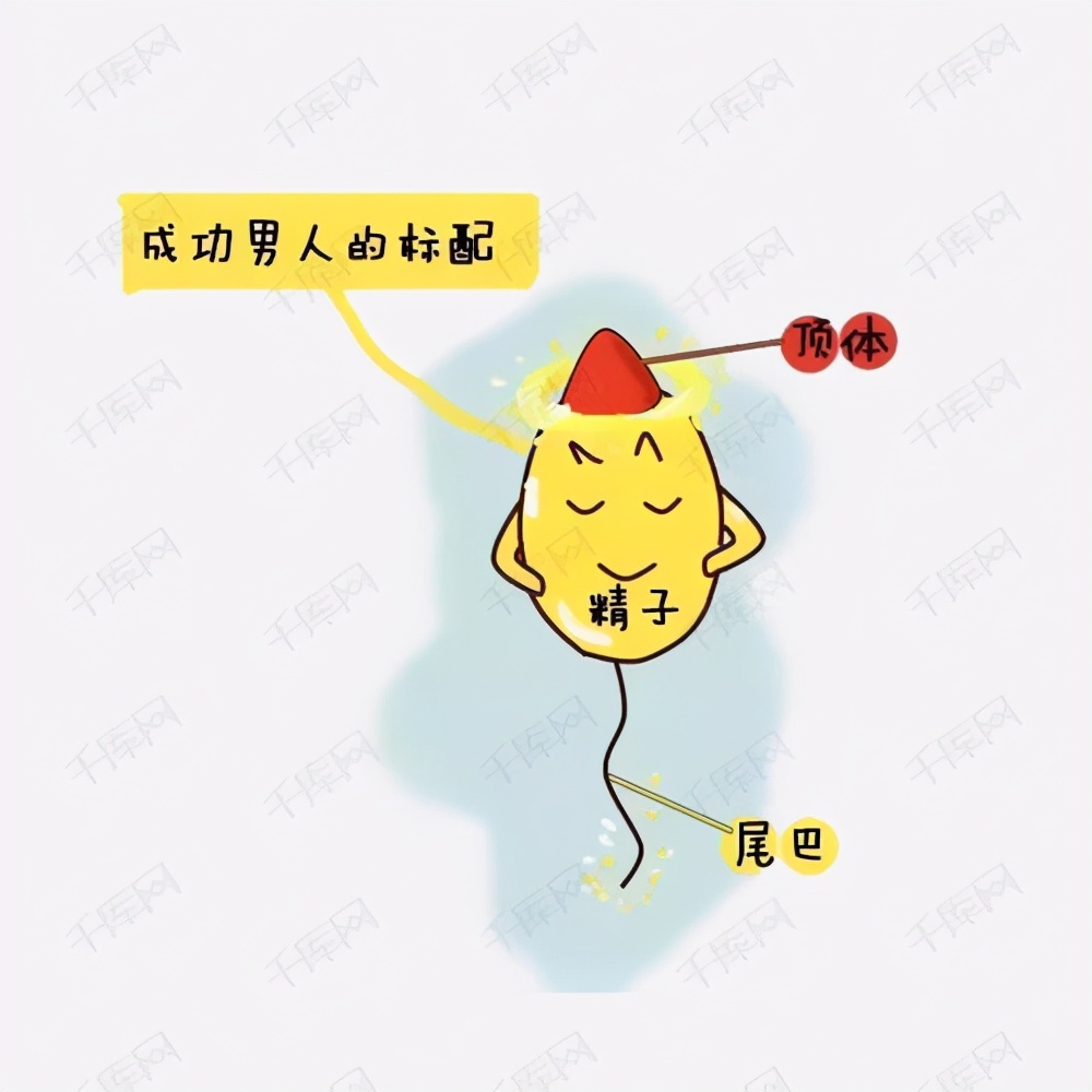 精子呈网状是怎么回事啊,精子是丝状怎么回事