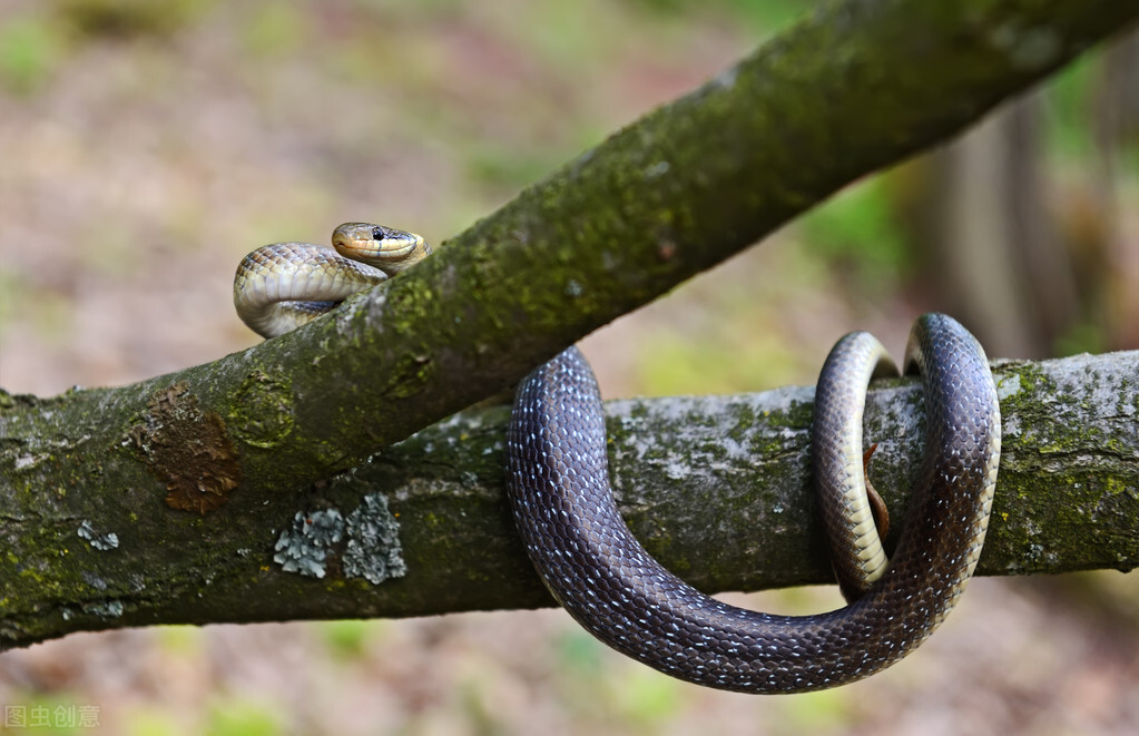 蛇为什么惧怕雄黄,蛇最害怕的雄黄是什么样子的