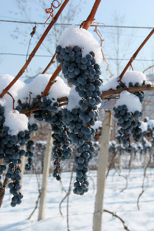 吉林地理标志农产品,吉林省23个国家地理标志农产品