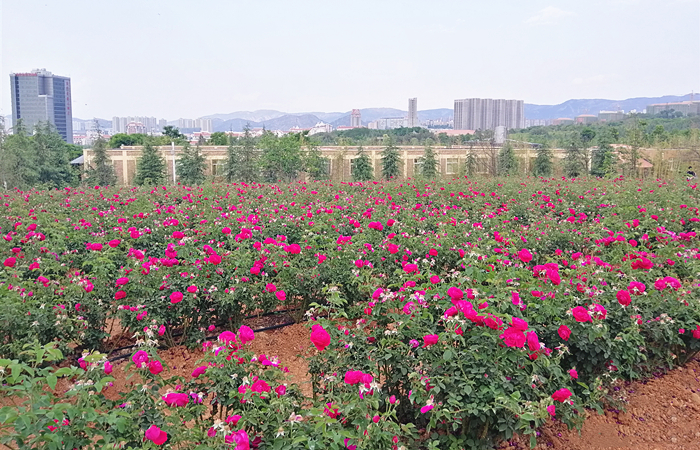 云南大学食堂里有哪些特点美食,云南大学食堂推出20余道玫瑰料理