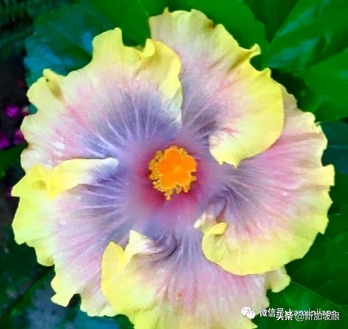 大红花和扶桑木槿有什么区别,木槿花和扶桑花哪个品种好