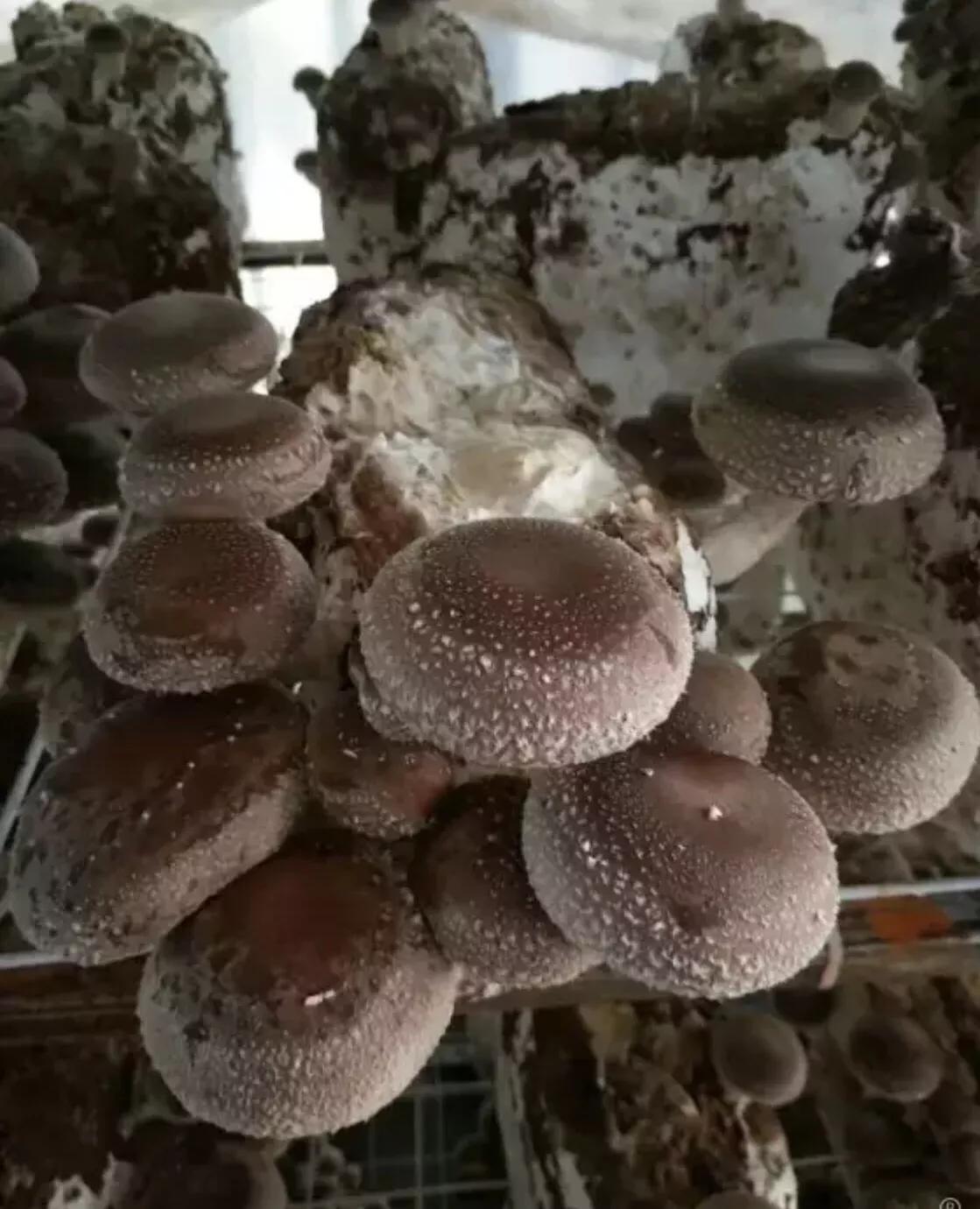 香菇生料栽培与熟料栽培的区别,食用菌栽培技术香菇