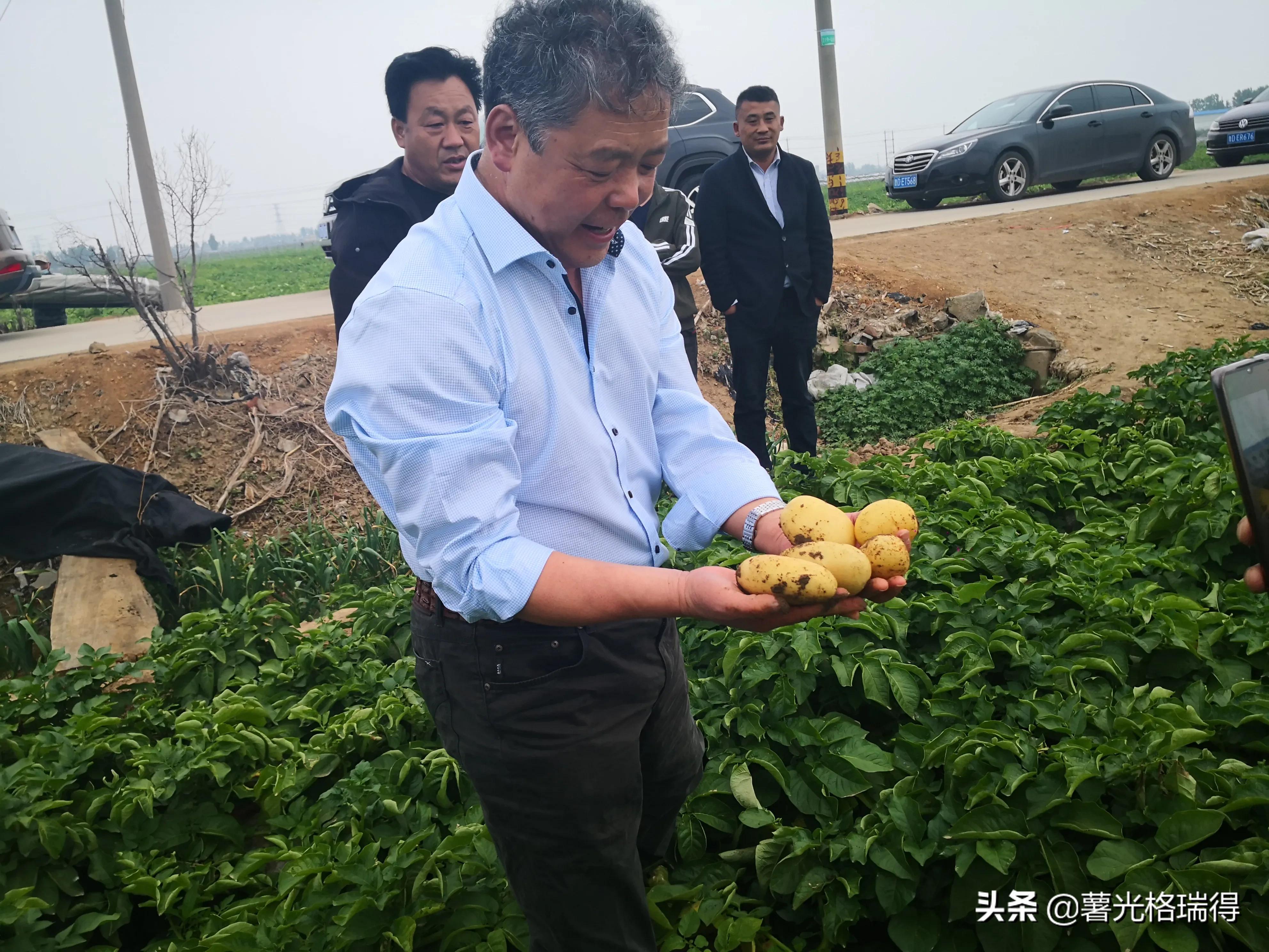 中国马铃薯之乡山东,山东滕州马铃薯之乡