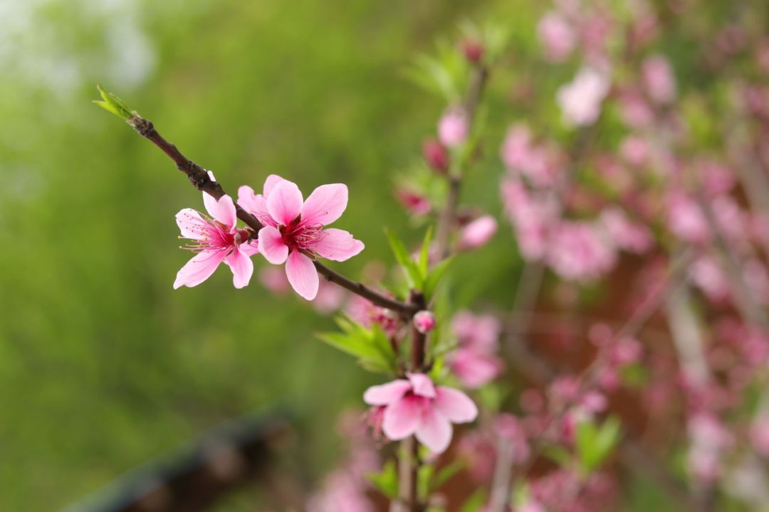 今日清明诗词大全,简单易懂清明诗词