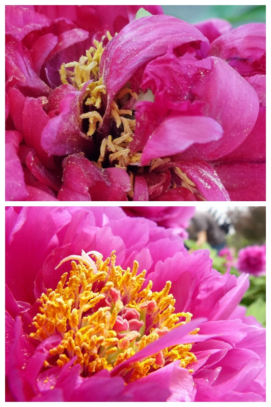 光荣v20能微距拍照嘛,光荣v20的相机微距在哪里