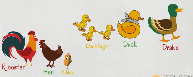 关于动物的英语短单词,初中英文的动物词汇