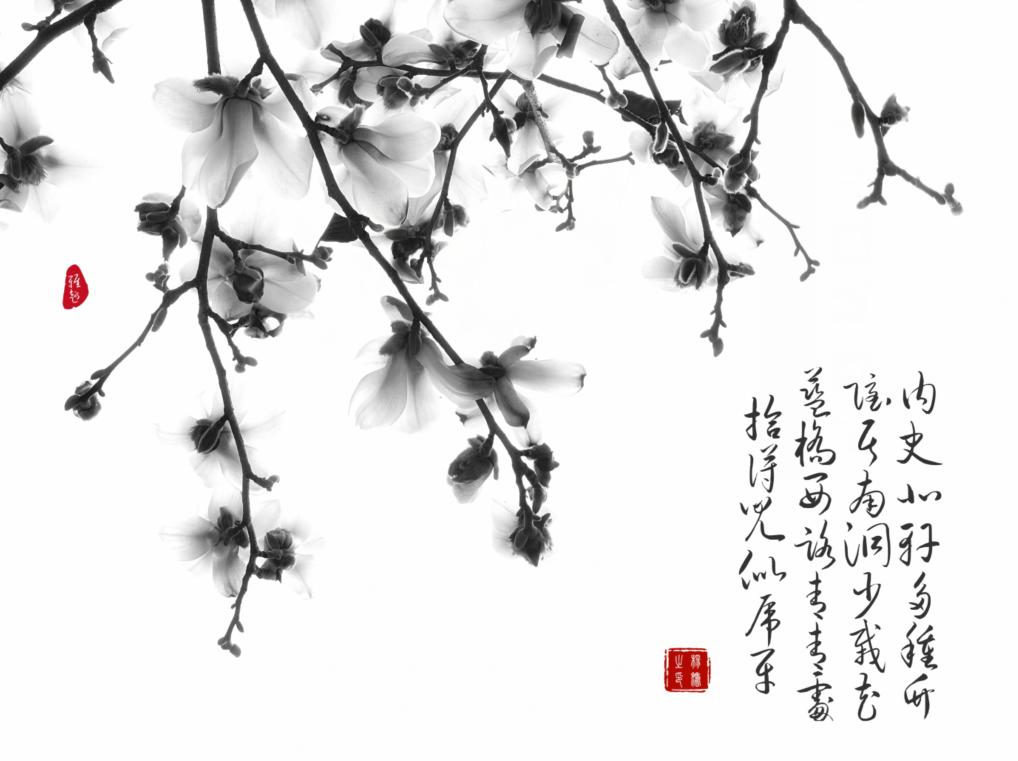 玉兰花下拍摄人像教程,水墨画玉兰花的创作和理念
