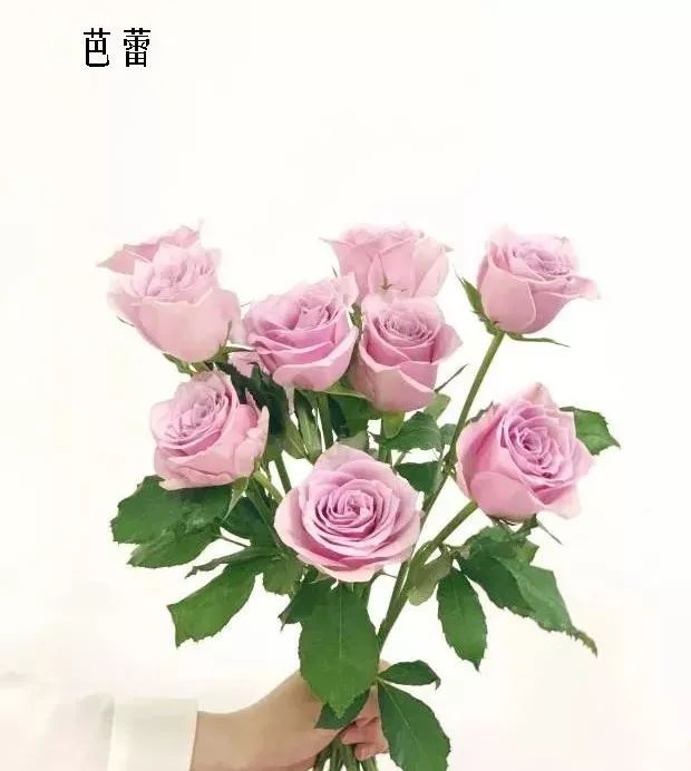 花店里同款的两种不同价格的花材,花店最容易被顾客误解的几种花材