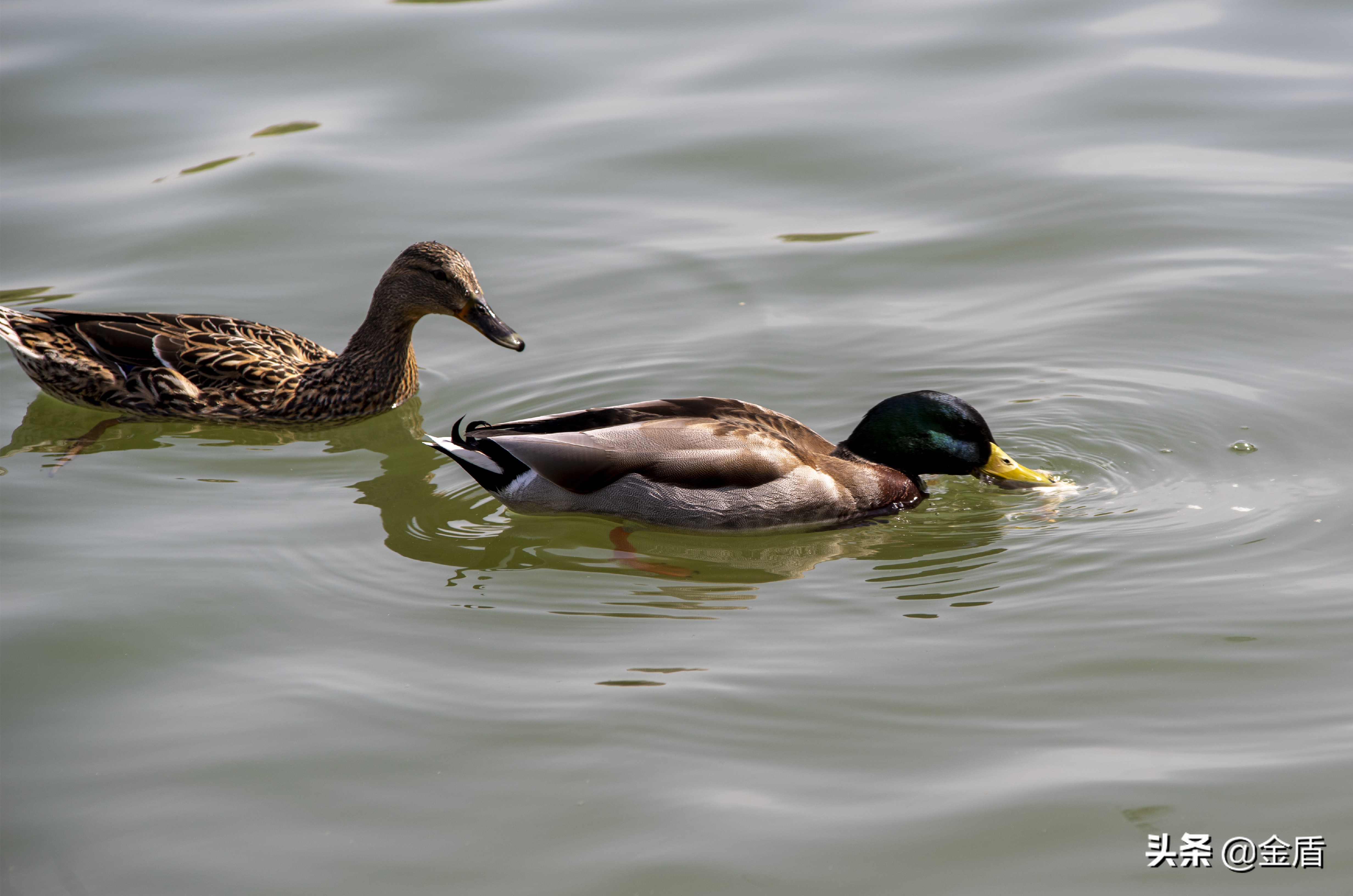 鸭子自由自在的玩耍,鸭子们在雨中嬉戏用英语怎么说