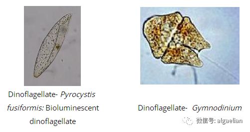 藻类是什么东西,藻类是什么意思