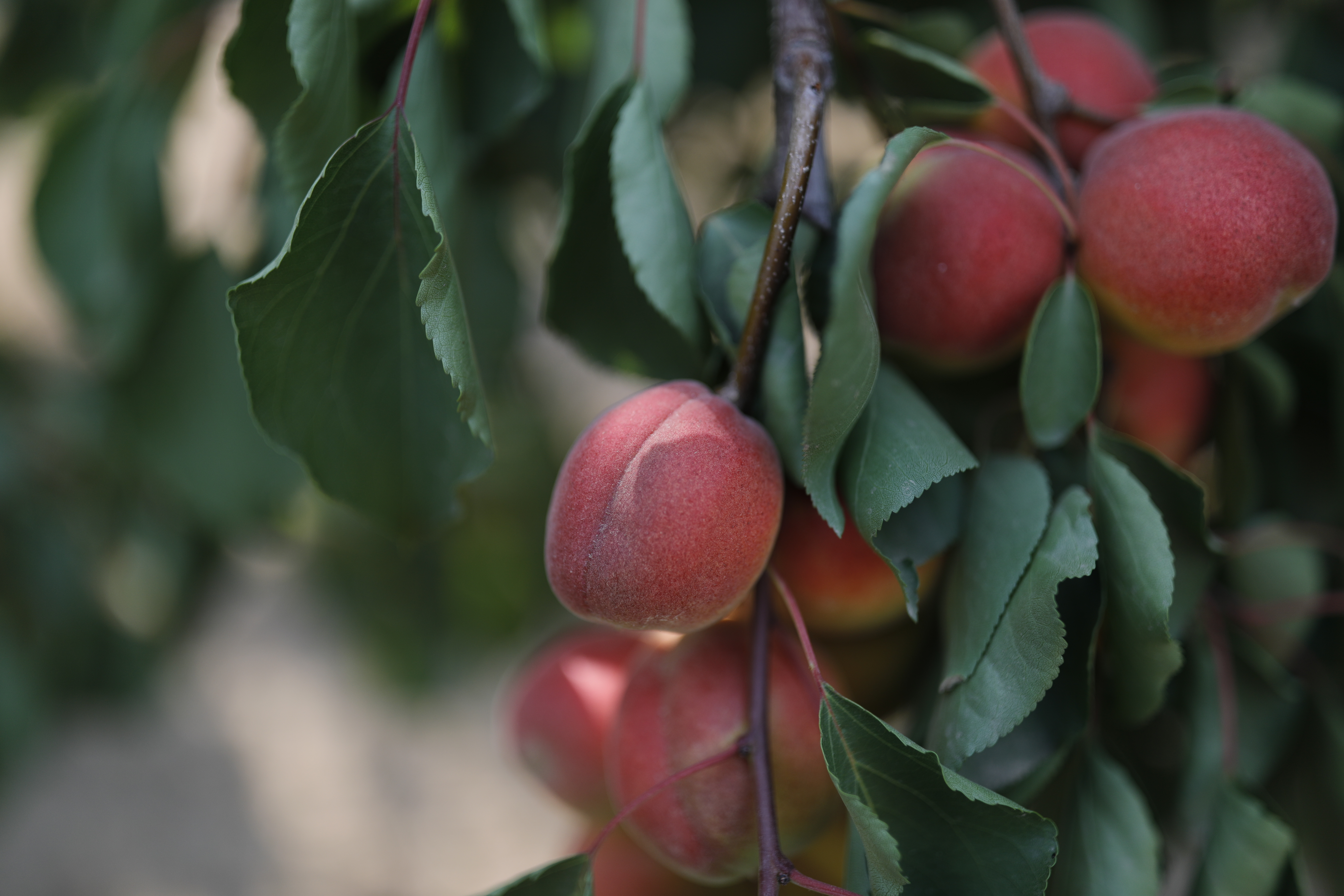 绾㈡潖涔嬩埂,涓浗绾㈡潖涔嬩埂
