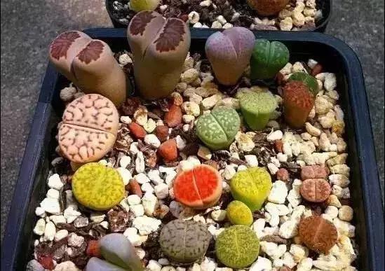 十几万一棵的多肉,50种稀有多肉多少钱一棵