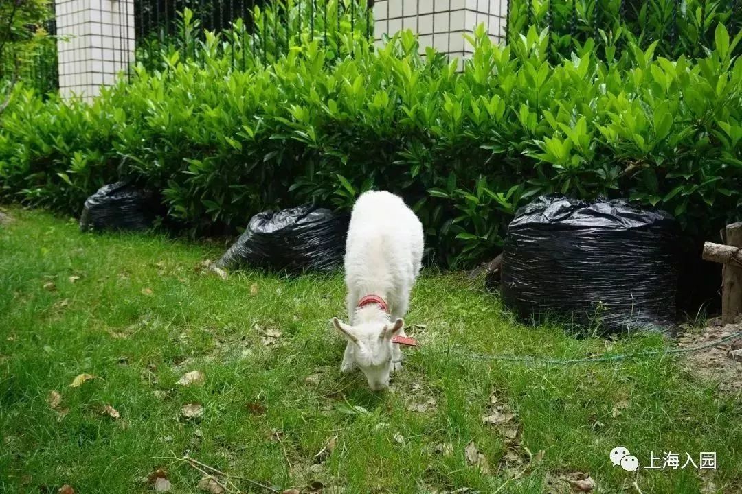 探园|这所幼儿园堪称“天然氧吧”！开办2年人气超高！报名人多