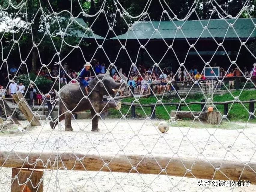 泰北玫瑰的英文,泰北玫瑰图片