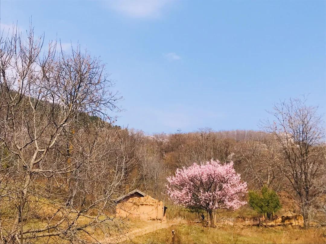 犬吠古诗,古诗中有犬吠的诗句