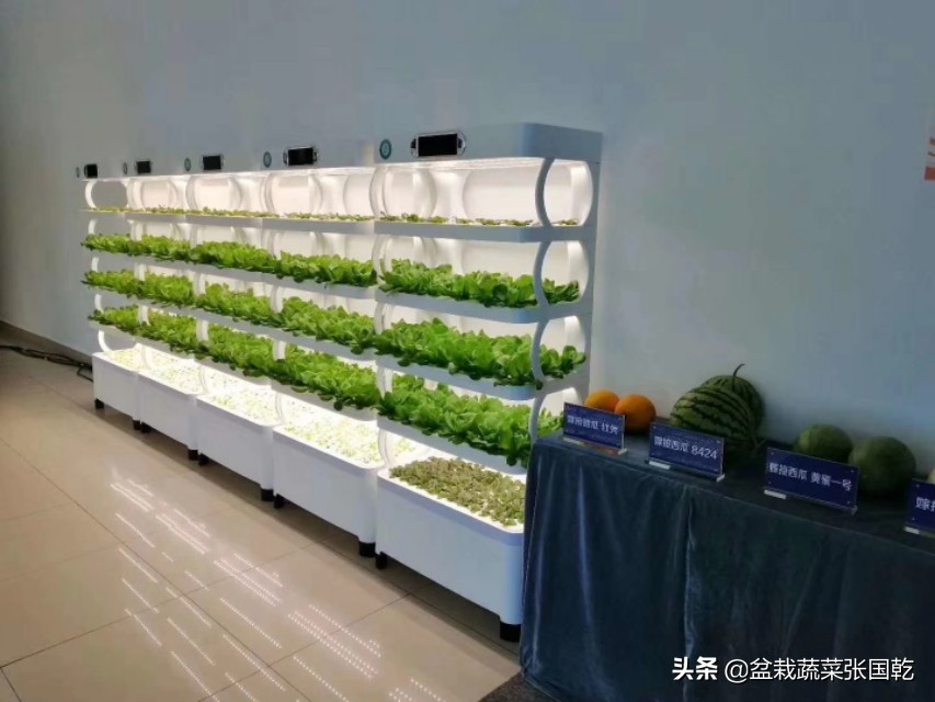 共享菜园推广方案策划,蔬菜种植主题展示活动策划