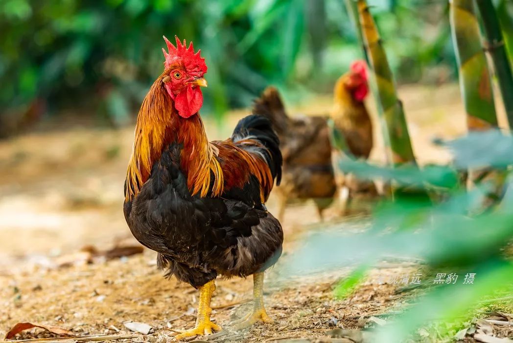 正宗古法烧窑鸡,这里的烧窑鸡口味也是相当的地道