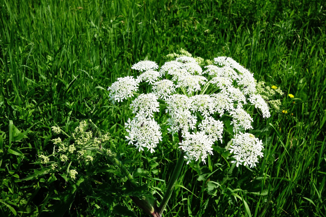 白芷配什么通鼻窍,中药白芷的止痛效果