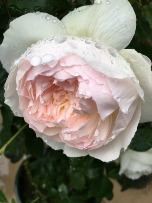 芳香四溢的月季品种有哪些,分享图片花香四溢令人着迷的月季