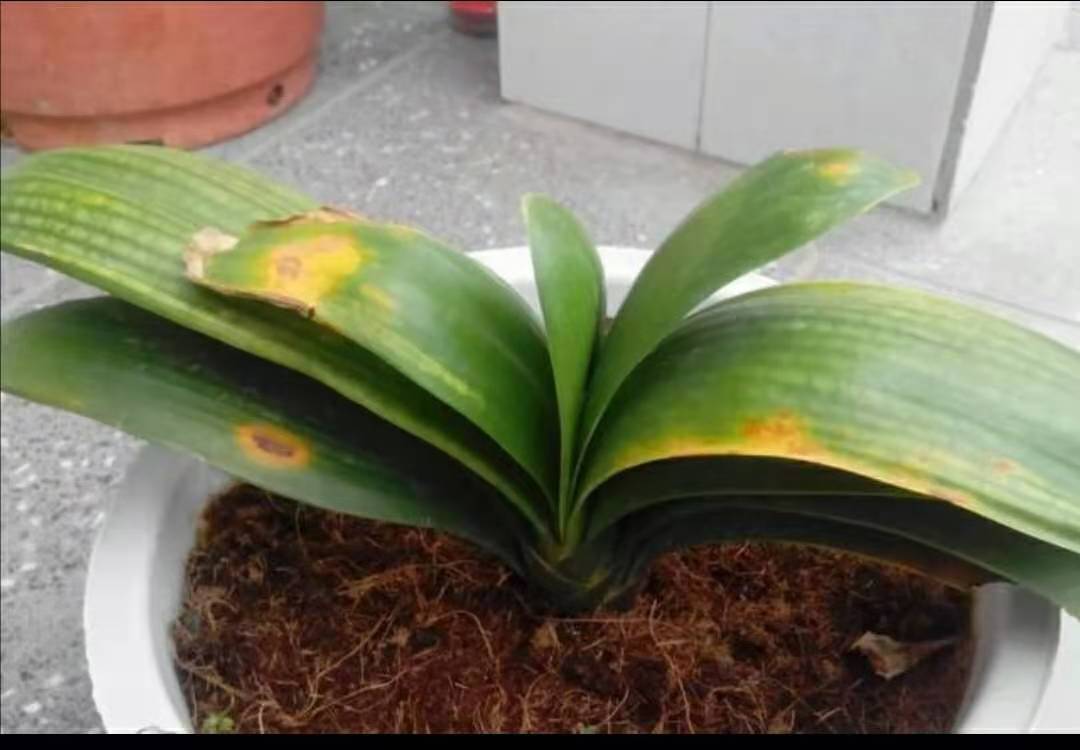 君子兰怎么养最好看看专家怎么说,最贵君子兰9999万图片