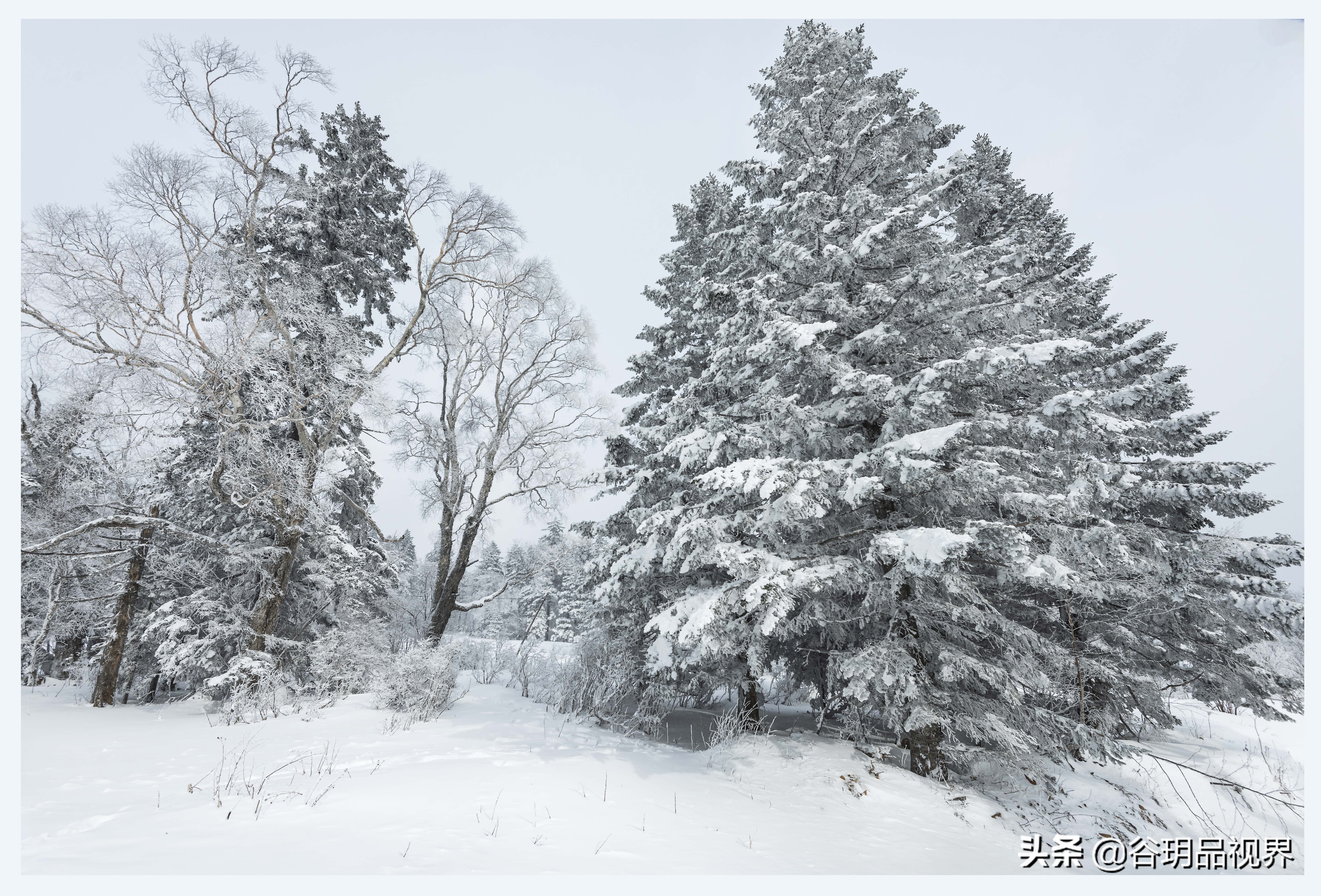 近距离拍摄雾凇视频,林海雪原拍摄照片