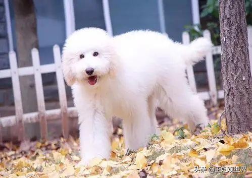 家里没矿的不建议养这5种狗实在是太费钱了