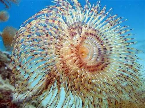 五彩斑斓的海底,五彩缤纷的海底世界介绍