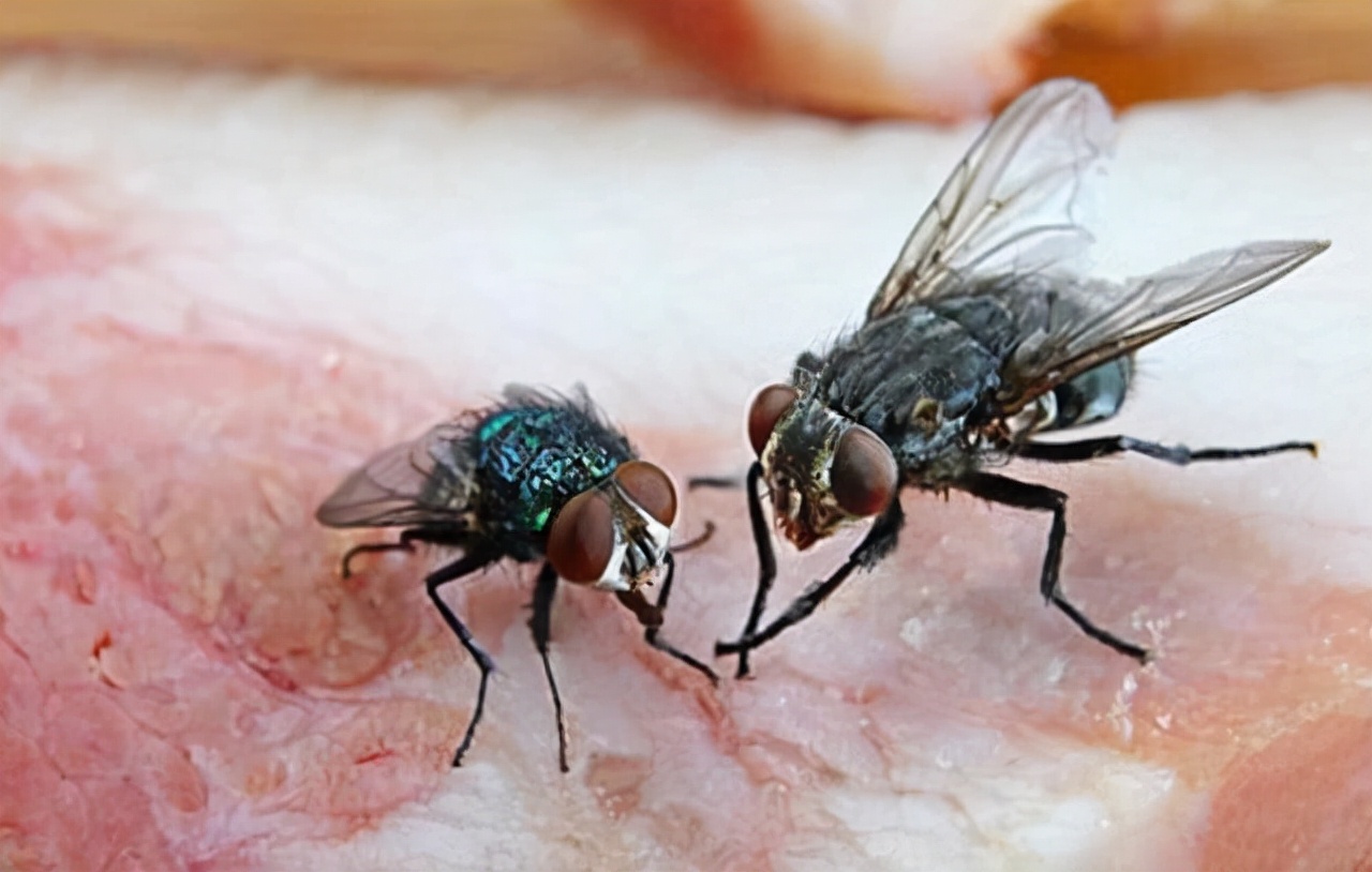 如果苍蝇灭绝对地球有什么影响,假如苍蝇灭绝了世界会变成什么样