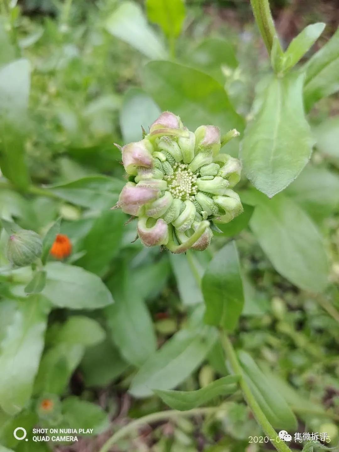 努比亚play和红米note10pro哪个好,努比亚play详细细节测评