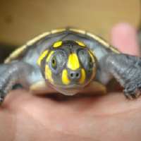 被过分*制抵**的爬宠，能不能存在于阳光之下？