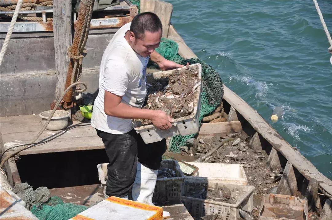 青岛开海了新鲜肥美的海鲜已上市,青岛开海红岛海鲜八大关