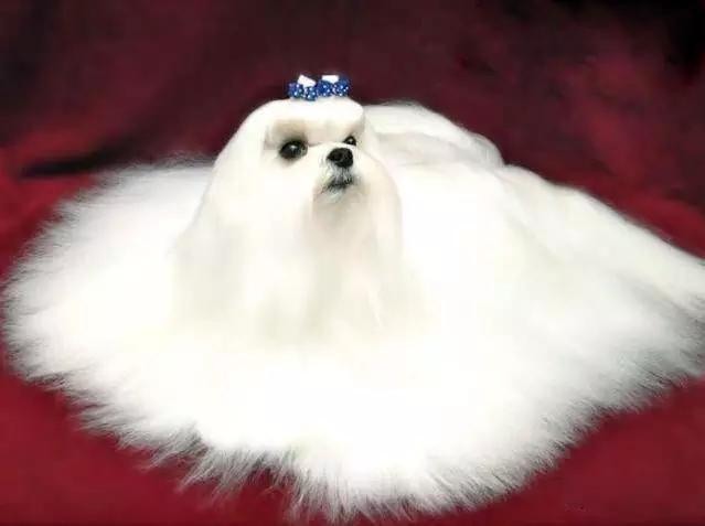 45种狗狗,45种狗类