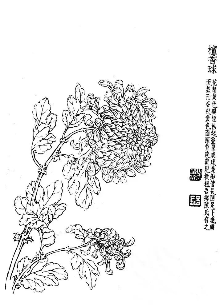 菊花白描基础花瓣的画法,白描菊花用笔