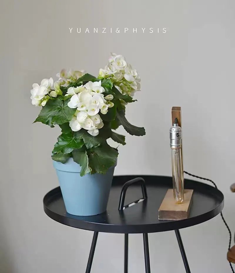 丽格海棠怎么养才能更旺盛呢,丽格海棠怎样能开花饱满