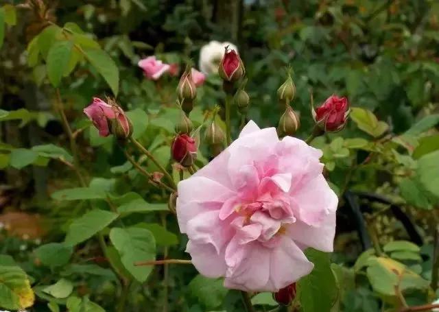 给大家介绍一下玫瑰品种,玫瑰的品种及特点介绍