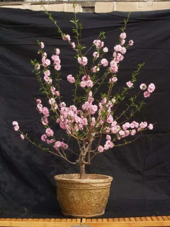 桃花树盆栽养护,桃花盆栽小技巧