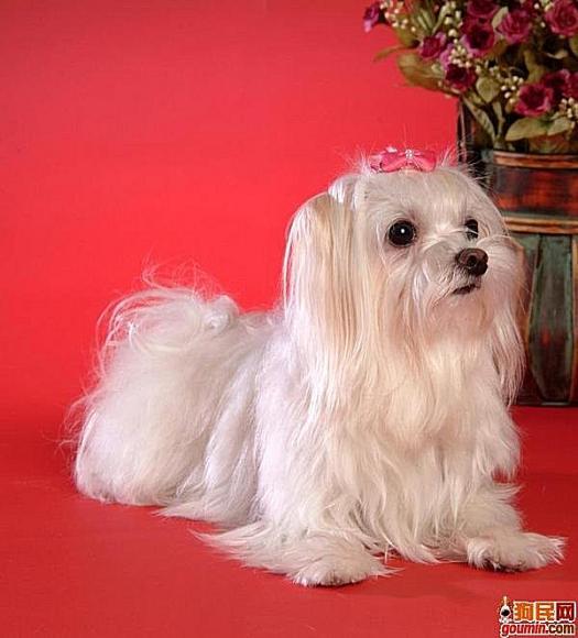 鐙楃嫍澶у叏鍙埍,鍙埍鐨勫皬鐙楃嫍閫佺粰鐖辩嫍浜哄＋