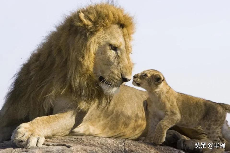 大猩猩和狮子老虎哪个厉害,为什么狮子老虎都不敢惹大猩猩