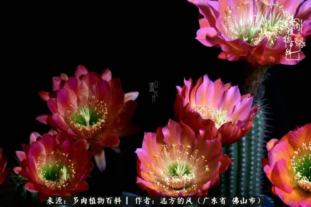 那些花儿在每个角落静静为你开着,那些花儿在每个角落静静地绽放