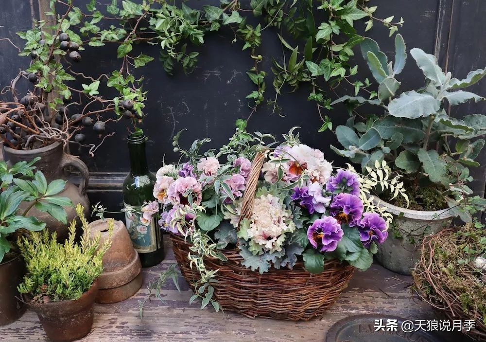 三色堇花卉盆栽,四季开花盆栽三色堇