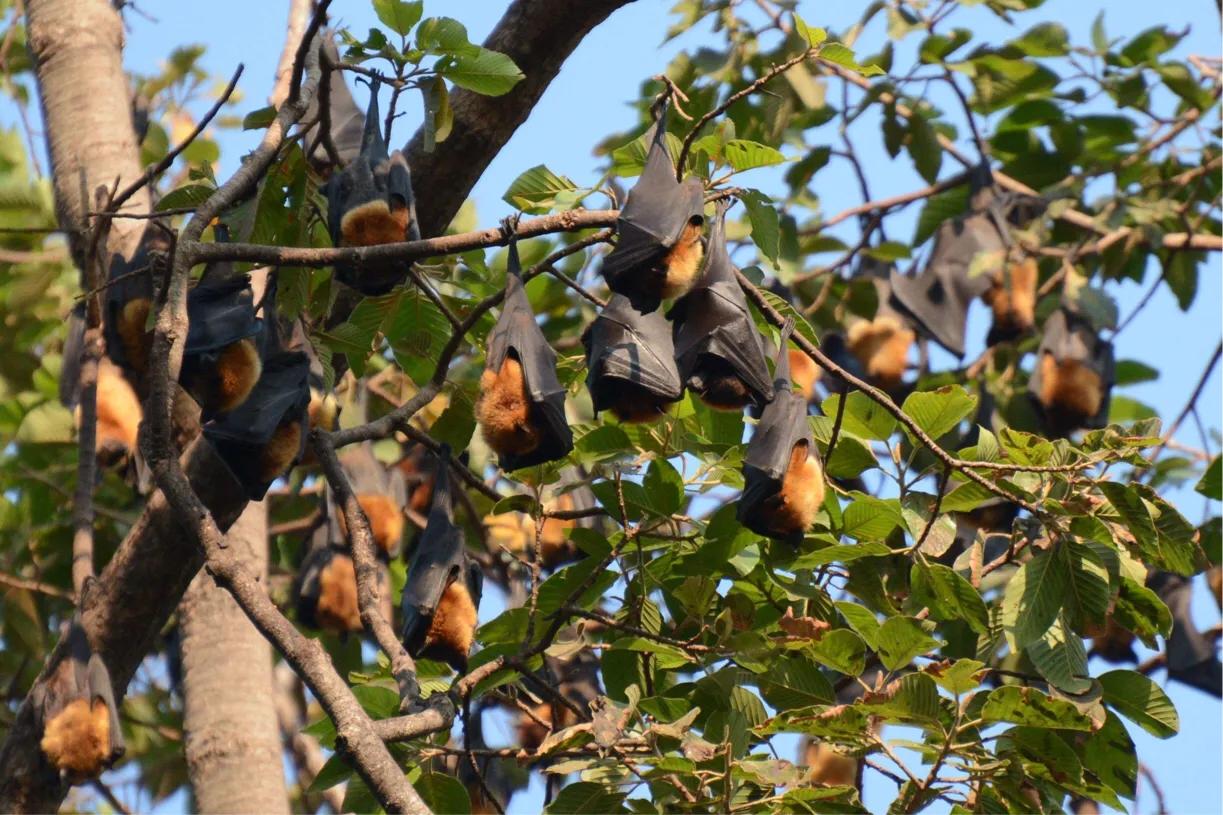 蝙蝠进化上亿年为什么没有人类,蝙蝠进化多少年了