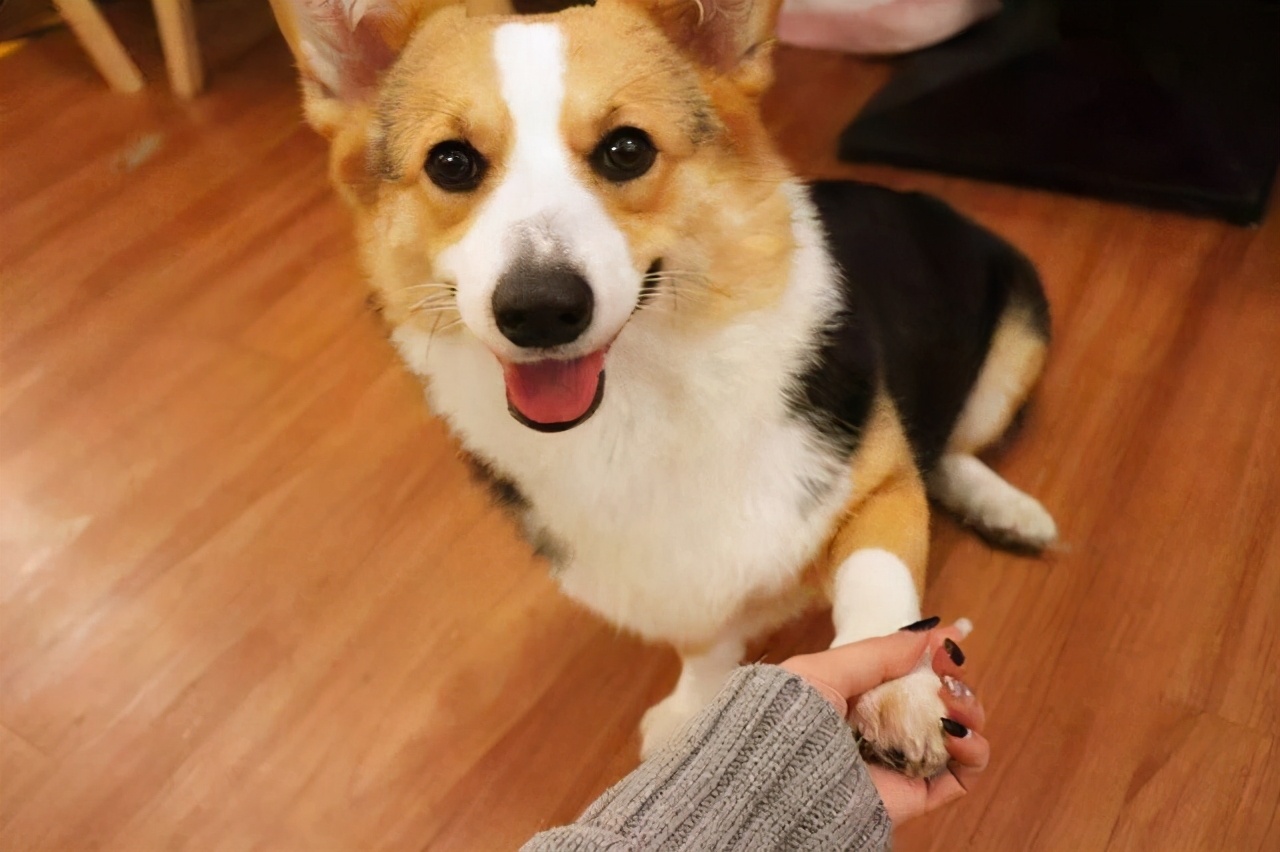 哪种大型宠物犬寿命长好养,寿命长又好养的狗狗有哪些