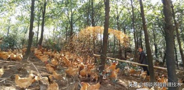 散养鸡养殖技术和管理视频,散养鸡技术与养殖技巧大全