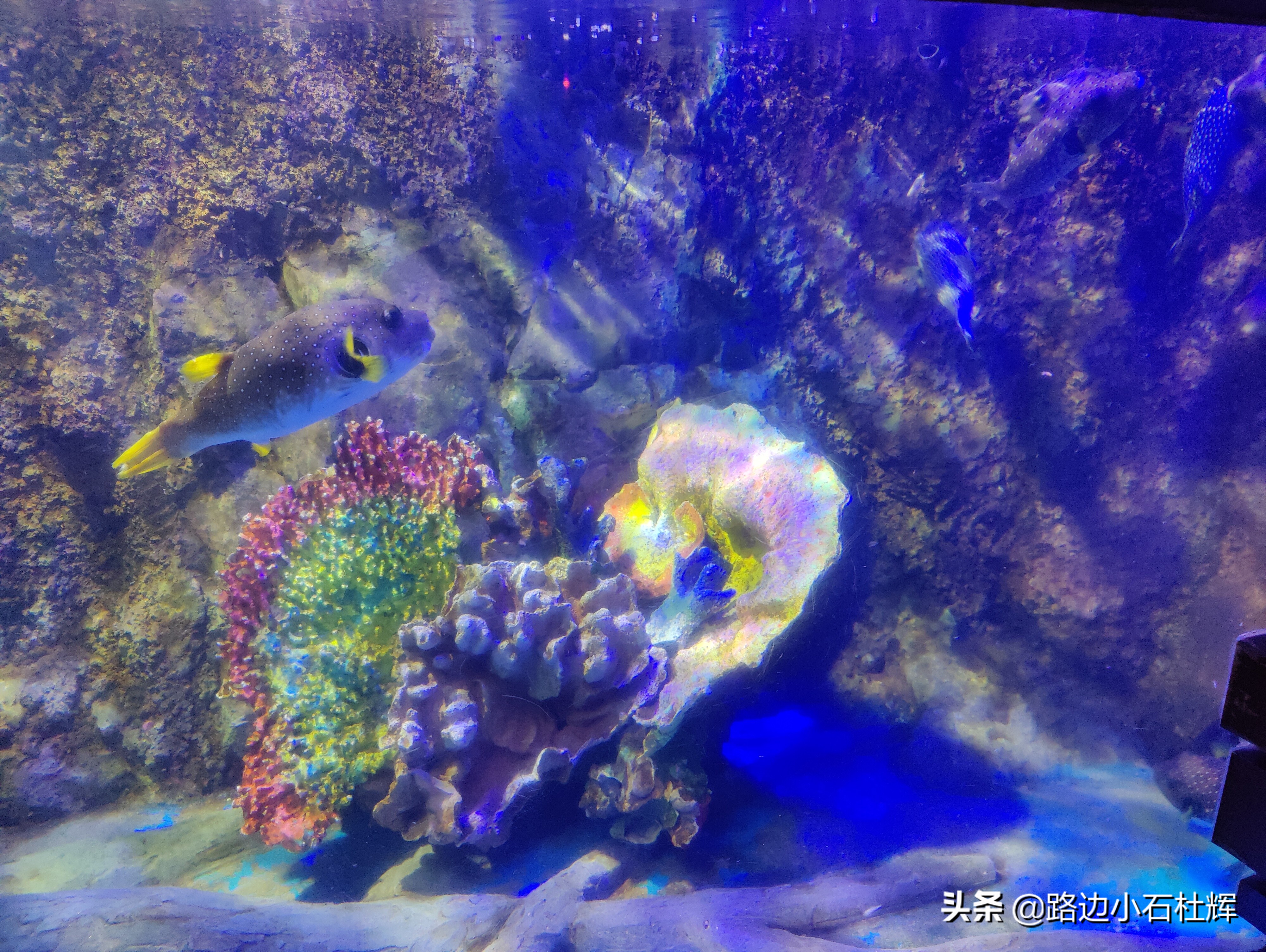 北京海洋馆旅游详细攻略,海洋馆北京海底世界游玩路线