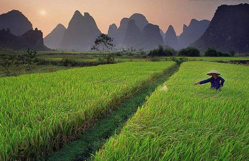 广州增城区宛若故里稻田里民宿,清远稻田田野民宿