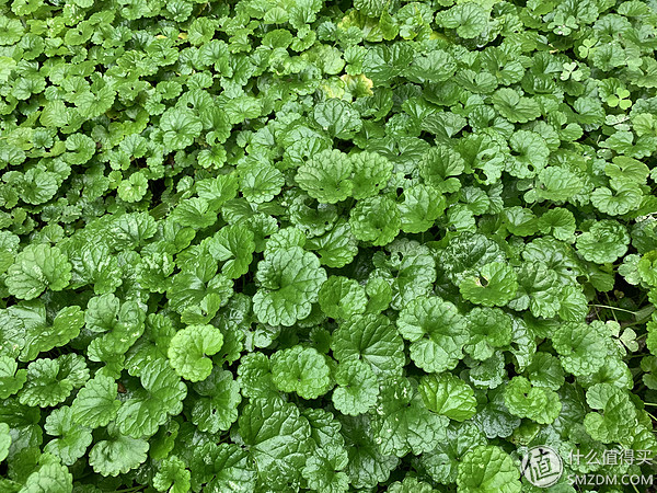 苹果iphonexr机型的最新分析和评测,刚出的苹果xr开箱测评